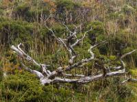 Kahles Baumheide "Geweih" und lange Grashalme - Insel Pico